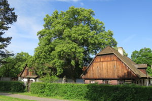 Lípa svo­bo­dy v Pře­ro­vě nad Labem