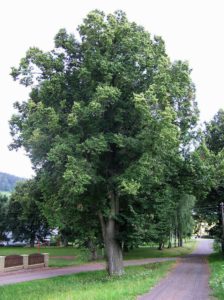 Pamět­ní lípa svo­bo­dy v Levín­ské Oleš­ni­ci