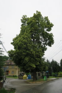 Lípa v Lob­či