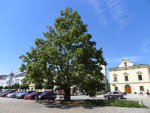 Lípa svo­bo­dy na Masa­ry­ko­vě náměs­tí v Uni­čo­vě