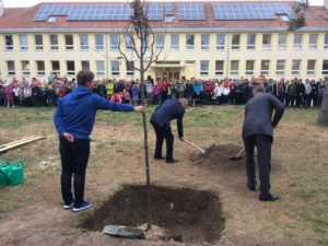 Lípa repub­li­ky u ZŠ Pro­si­mě­ři­ce