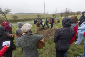 Lípa repub­li­ky v Buko­vi­ně