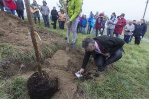 Lípa repub­li­ky v Buko­vi­ně