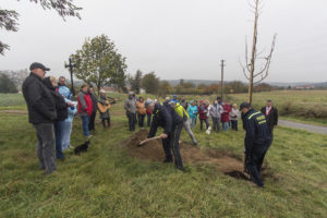 Lípa repub­li­ky v Buko­vi­ně