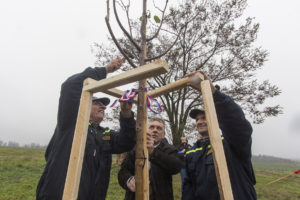 Lípa repub­li­ky v Buko­vi­ně