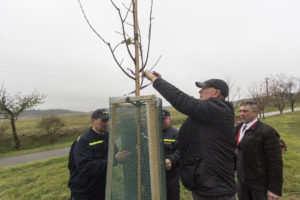 Lípa repub­li­ky v Buko­vi­ně