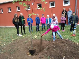 Lípa “Nadě­je” v ZŠ Obrán­ců míru v Mos­tě