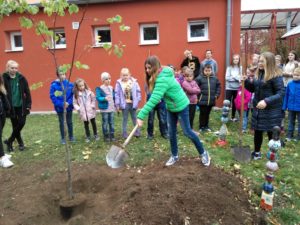 Lípa “Nadě­je” v ZŠ Obrán­ců míru v Mos­tě