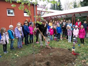 Lípa “Nadě­je” v ZŠ Obrán­ců míru v Mos­tě