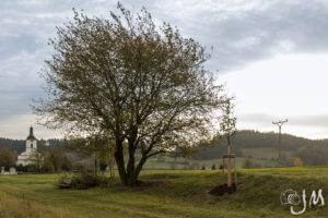 Lípa repub­li­ky v Záto­ru