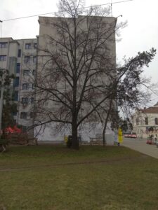 Lípa repub­li­ky na Men­dlo­vě náměs­tí v Brně