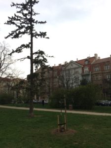 Lípa svo­bo­dy v par­ku Ch. G. Masa­ry­ko­vé na Pra­ze 6